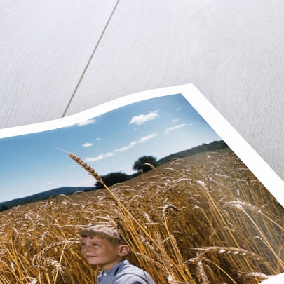 Boy Standing in Field of Wheat by Anonymous