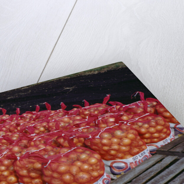 Onion Sacks on Field by Anonymous