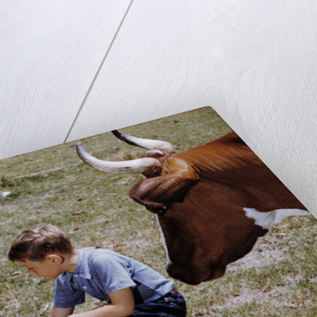 Boy Feeding Cows by Anonymous