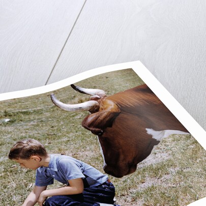 Boy Feeding Cows by Anonymous