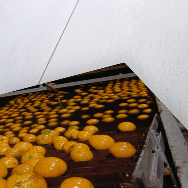 Oranges on Conveyor by Anonymous