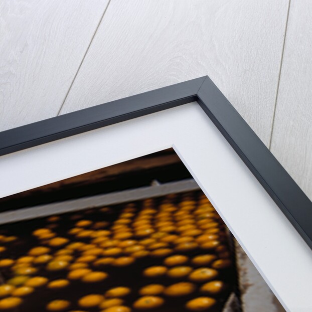 Oranges on Conveyor by Anonymous