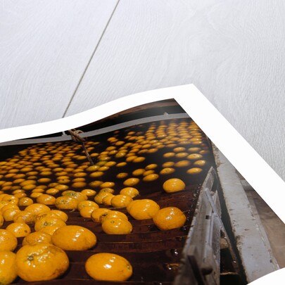 Oranges on Conveyor by Anonymous