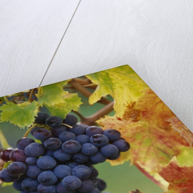 Grapes on a Vine by Anonymous
