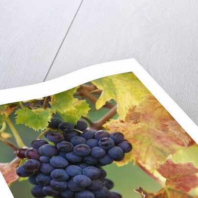 Grapes on a Vine by Anonymous