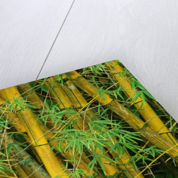 Bamboo Plants by Anonymous
