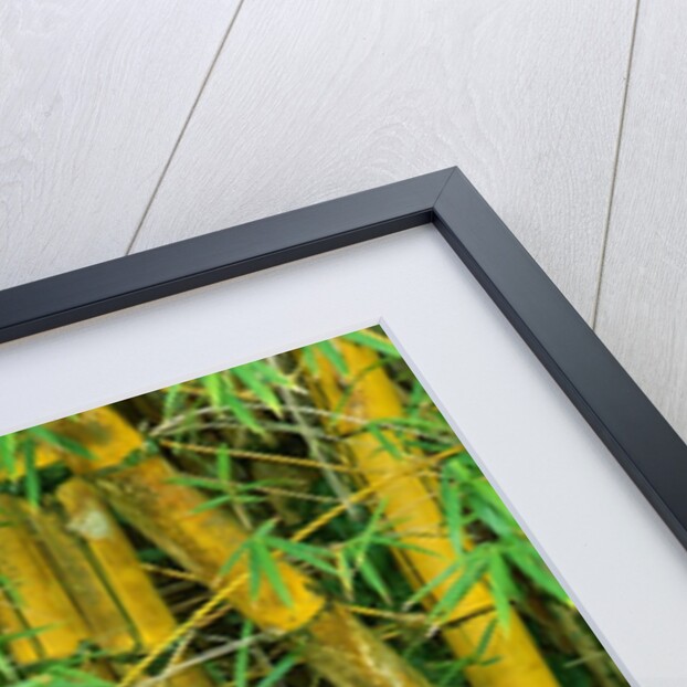 Bamboo Plants by Anonymous