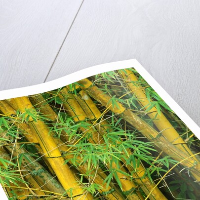 Bamboo Plants by Anonymous