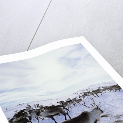 Reindeer Herd Gathering in Snow by Anonymous