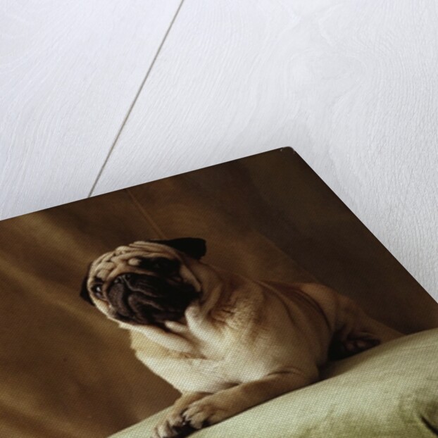 Pug Sitting on Stool by Anonymous