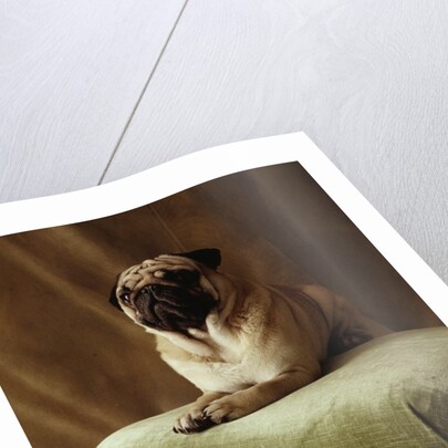 Pug Sitting on Stool by Anonymous