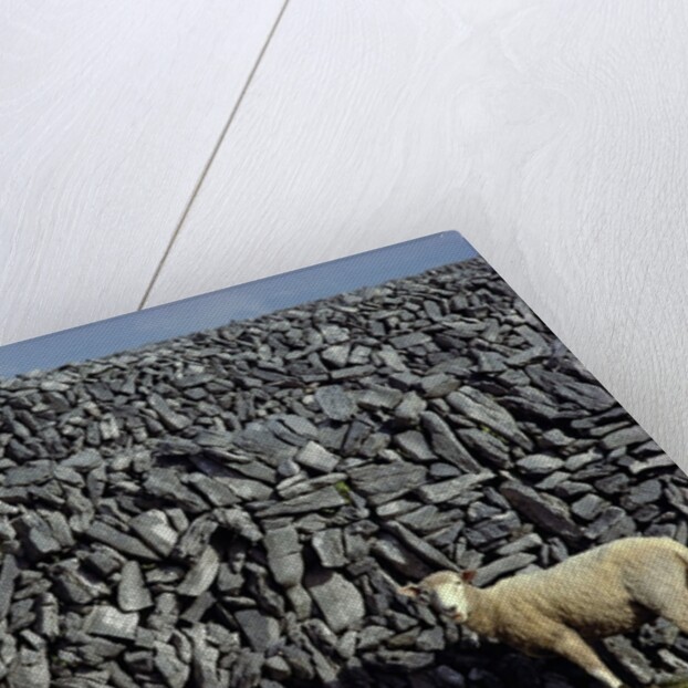 Hobbled Sheep by a Dry Stone Wall by Anonymous