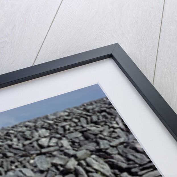 Hobbled Sheep by a Dry Stone Wall by Anonymous