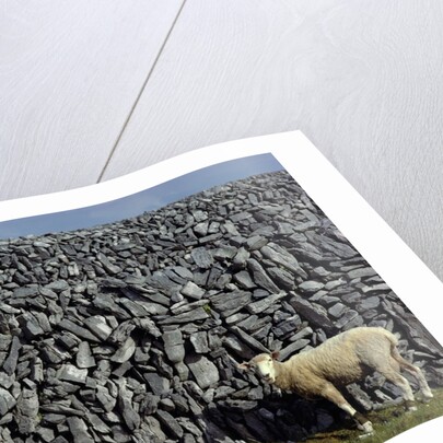 Hobbled Sheep by a Dry Stone Wall by Anonymous
