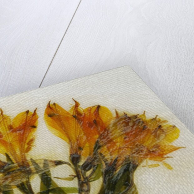 Alstroemeria II by David Roseburg