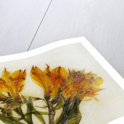 Alstroemeria II by David Roseburg