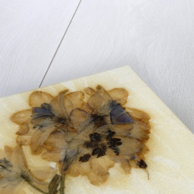 Delphinium by David Roseburg