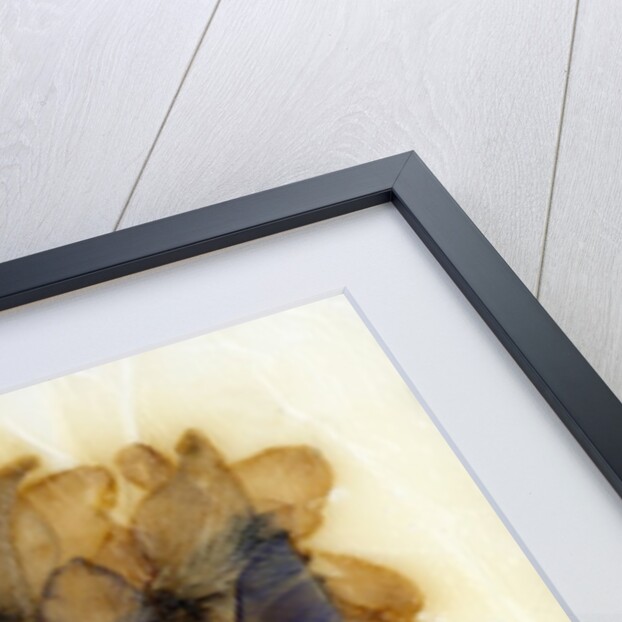 Delphinium by David Roseburg