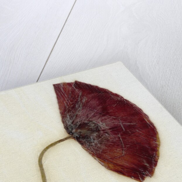 Papaver by David Roseburg