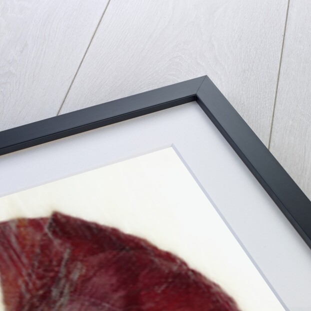 Papaver by David Roseburg