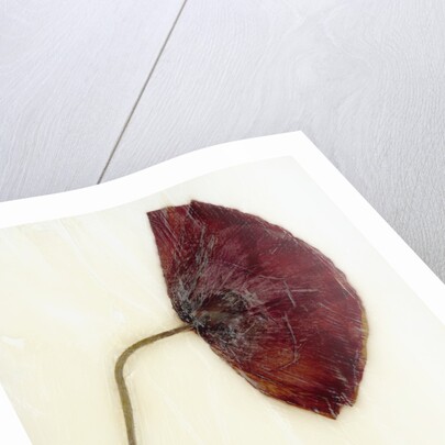 Papaver by David Roseburg