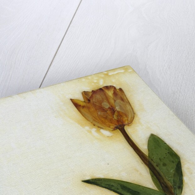 Tulipa I by David Roseburg