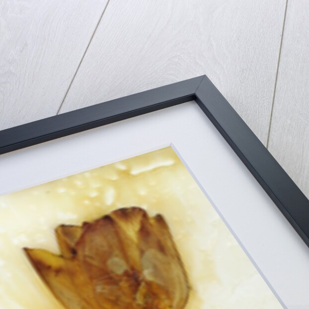 Tulipa I by David Roseburg