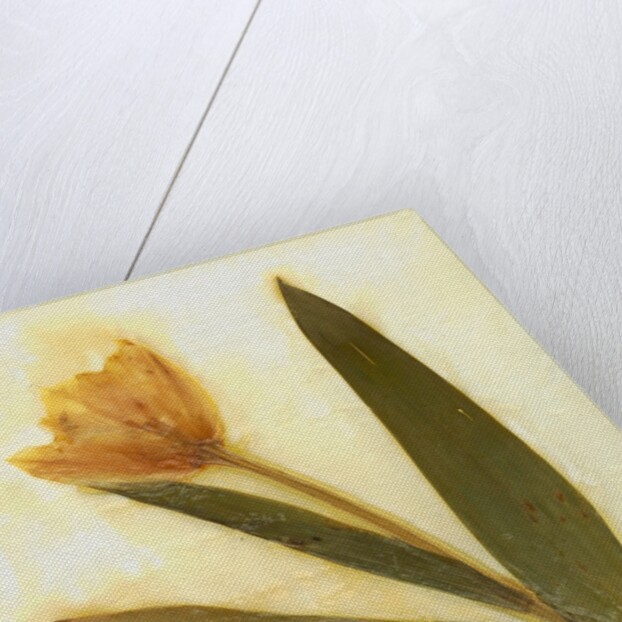 Tulipa IV by David Roseburg