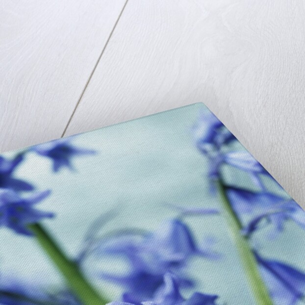 Blue Bells by Anonymous