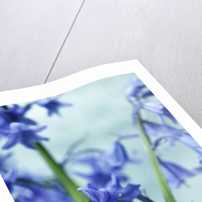 Blue Bells by Anonymous