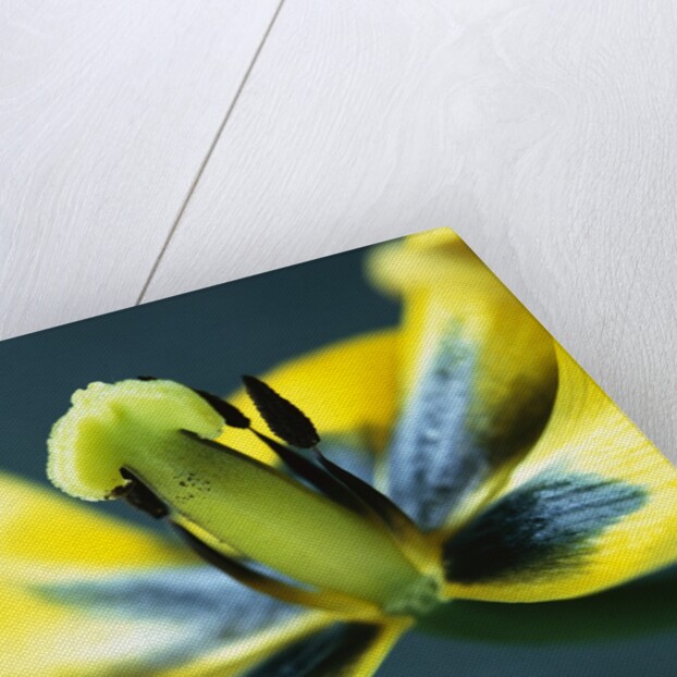 Tulipa by Anonymous