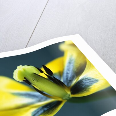 Tulipa by Anonymous