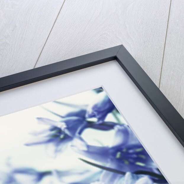 Blue Bells by Anonymous