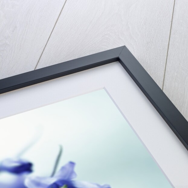 Blue Bells by Anonymous