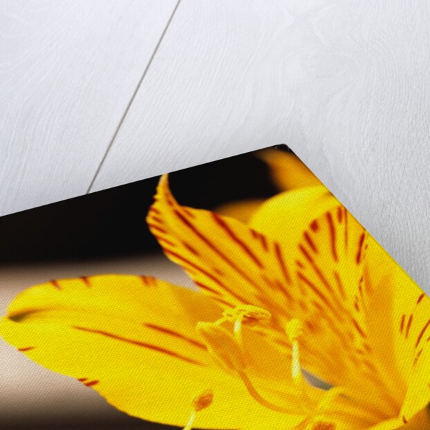 Alstroemeria by Anonymous