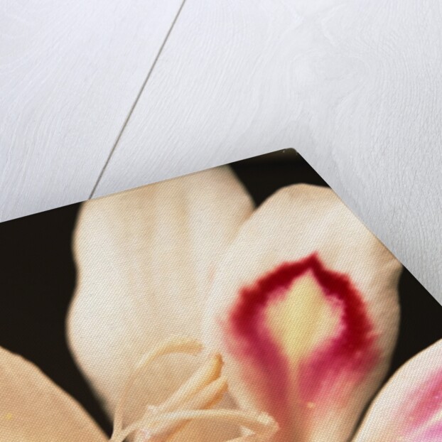 Gladiolus by Anonymous