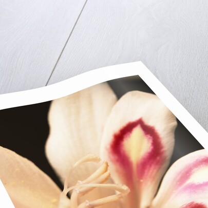 Gladiolus by Anonymous