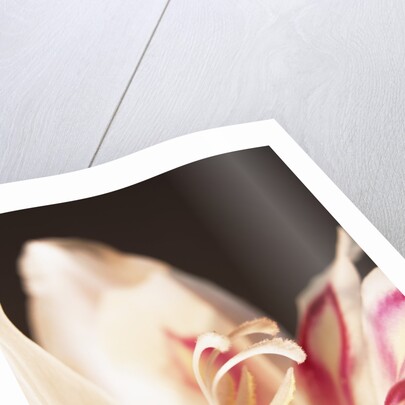 Gladiolus by Anonymous