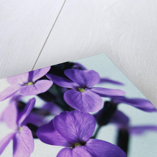 Cheiranthus by Anonymous