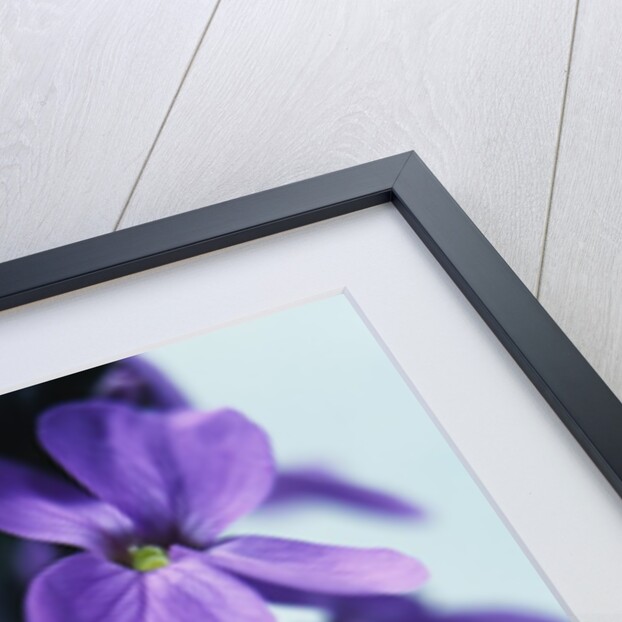 Cheiranthus by Anonymous