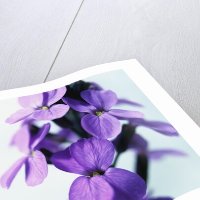 Cheiranthus by Anonymous