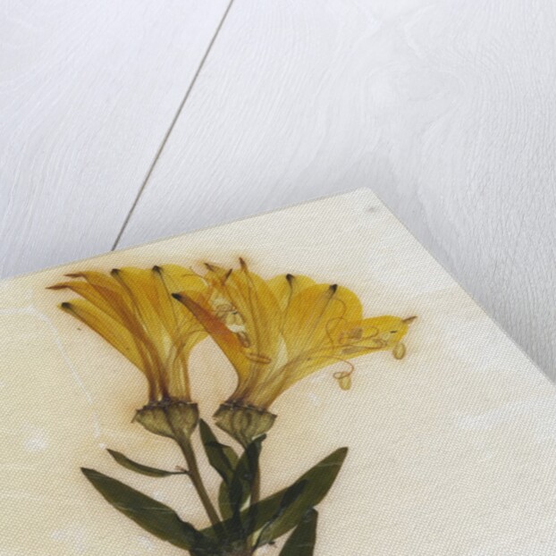 Alstroemeria by David Roseburg