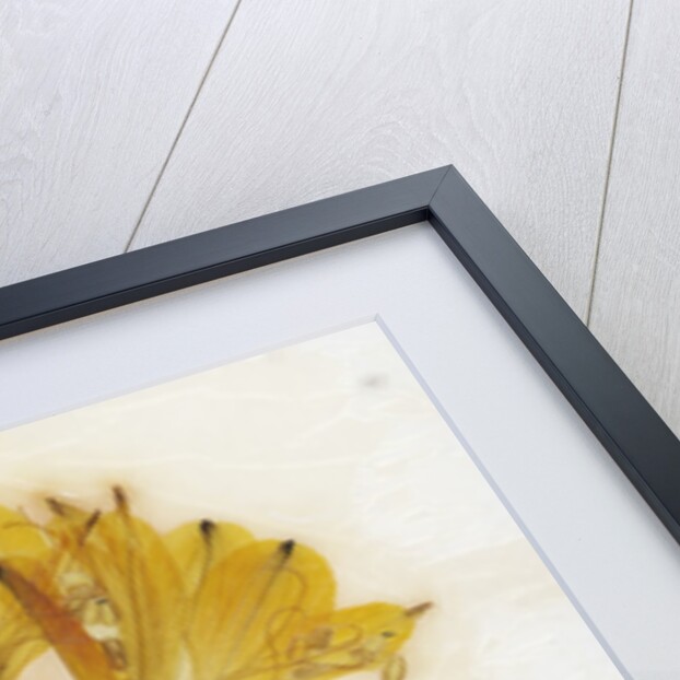 Alstroemeria by David Roseburg