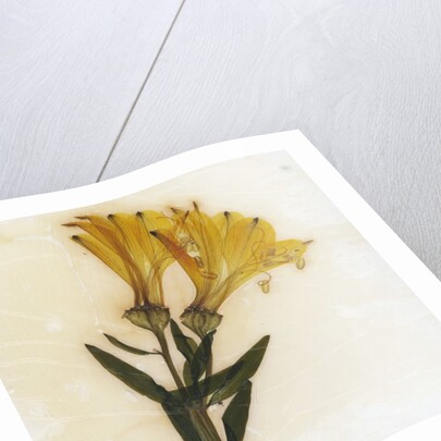 Alstroemeria by David Roseburg