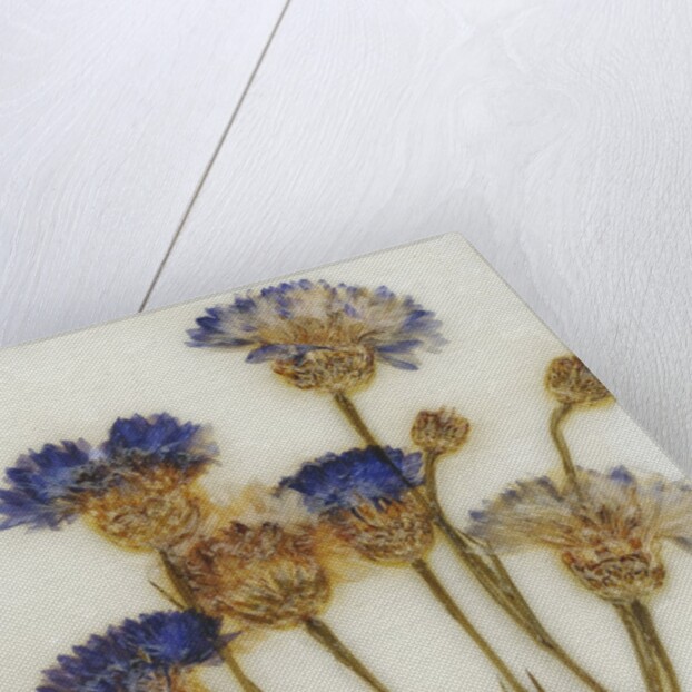 Centaurea by David Roseburg