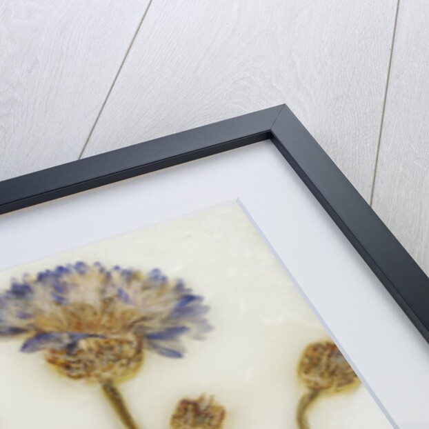 Centaurea by David Roseburg