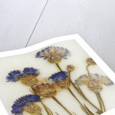 Centaurea by David Roseburg