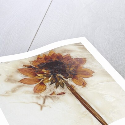 Dahlia I by David Roseburg