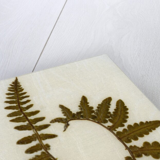 Fern XI by David Roseburg