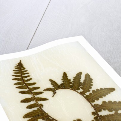 Fern XI by David Roseburg